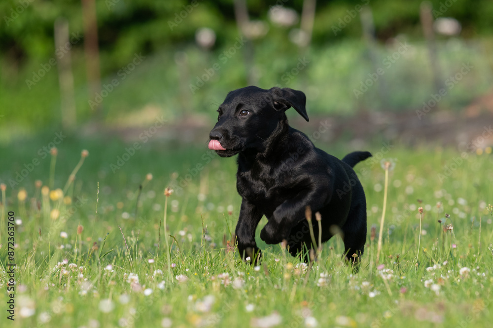 A black Labrador puppy running through the garden A black Labrador puppy running through the garden