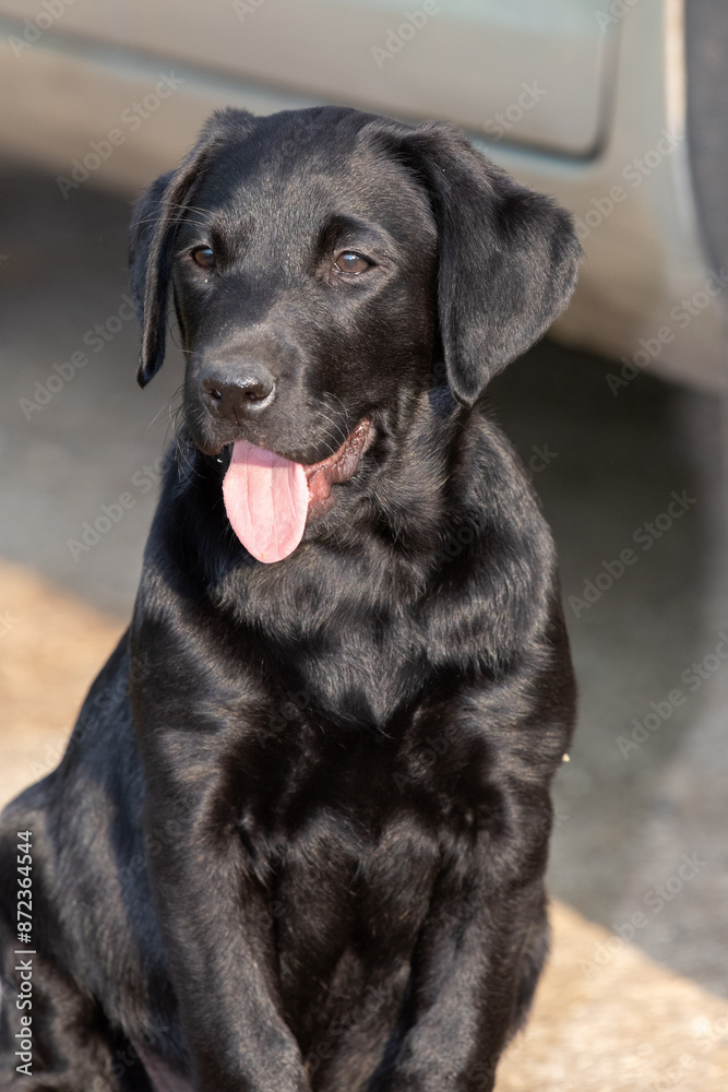 Portrait of a cure black Labrador puppy Portrait of a cure black Labrador puppy