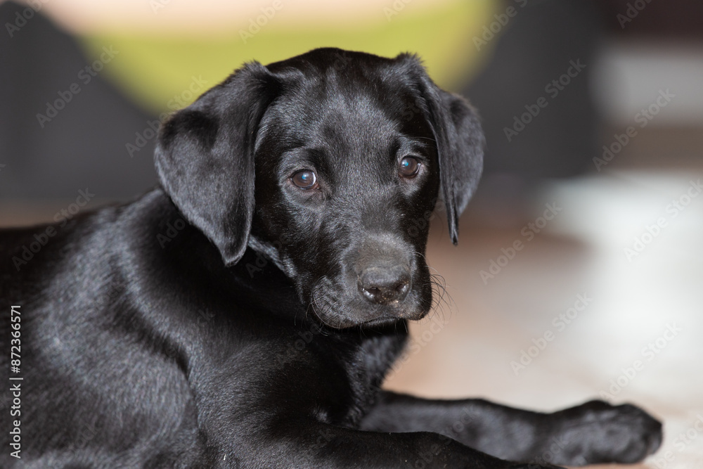 Head shot of a cute black Labrador puppy Head shot of a cute black Labrador puppy