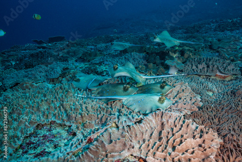 Scuba diving from Bali, Indonesia to Nusa Penida Island. Lots of blue spot stingrays.