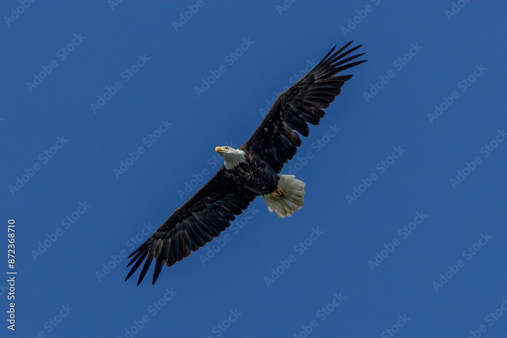 american bald eagle