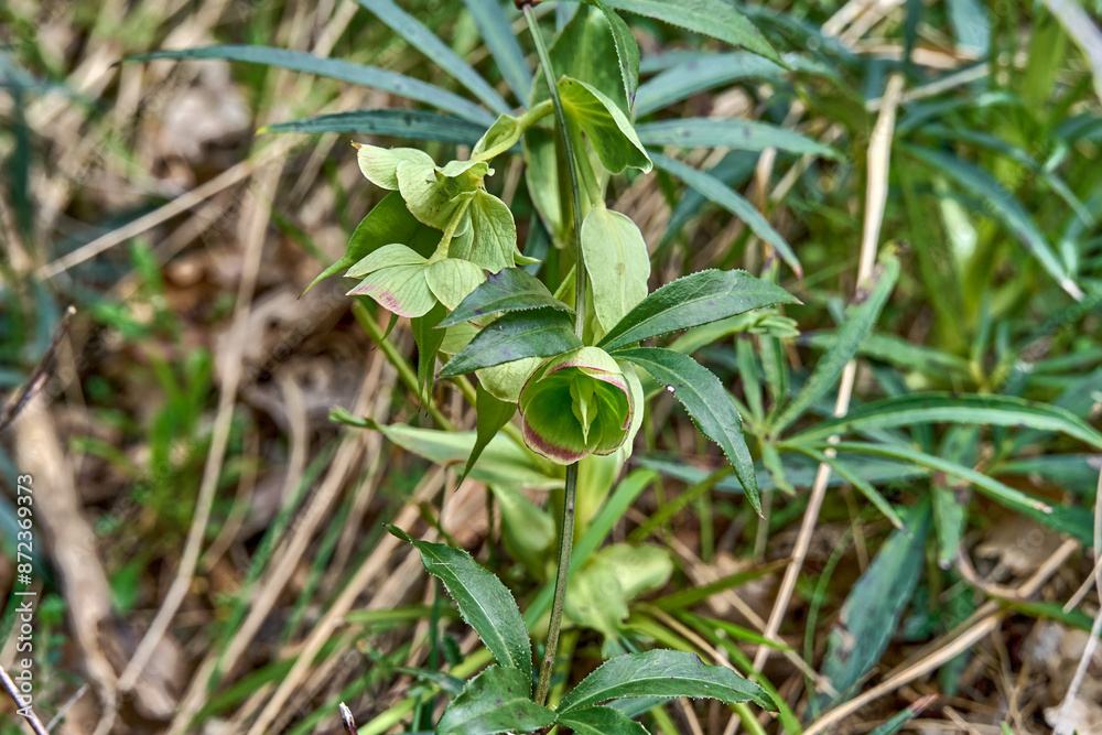 Green plant with leaves in a natural environment Green plant with leaves in a natural environment