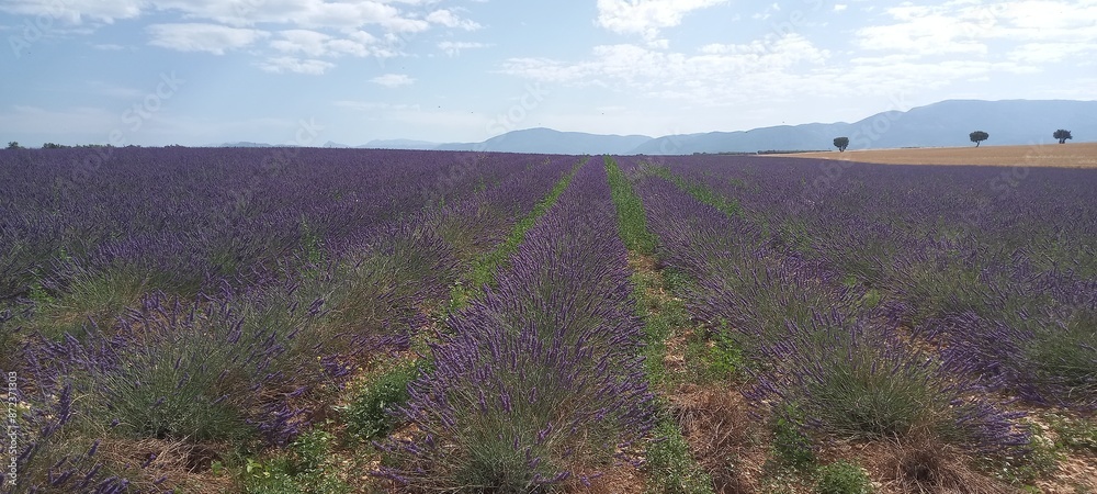 Fototapeta premium lavender field region