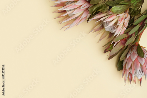 Beautiful pink protea flowe...