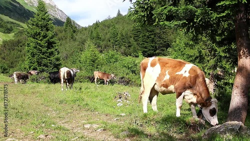 Video von einer Herde Jungvieh mit Kuhglocken im Gebirge von Tirol photo