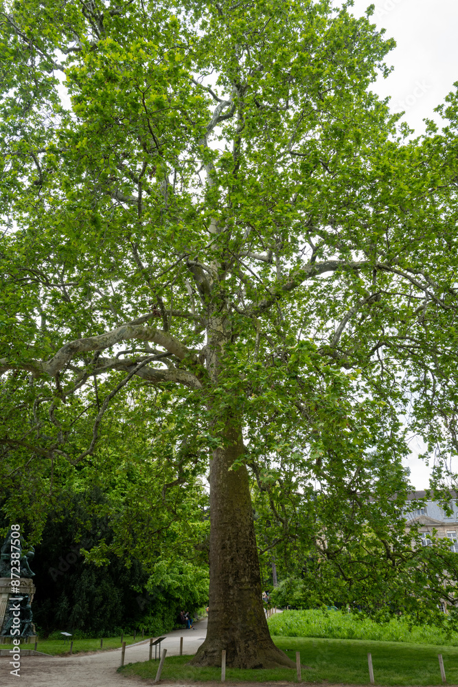Fototapeta premium un arbre centenaire du jardin des plantes dans le centre de Paris en France