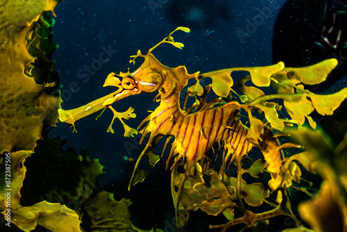 Underwater photos of Leafy Sea Dragon. Scuba diving in Esperanza from Perth, Western Australia.