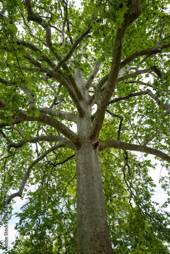 un arbre centenaire du jardin des plantes dans le centre de Paris en France