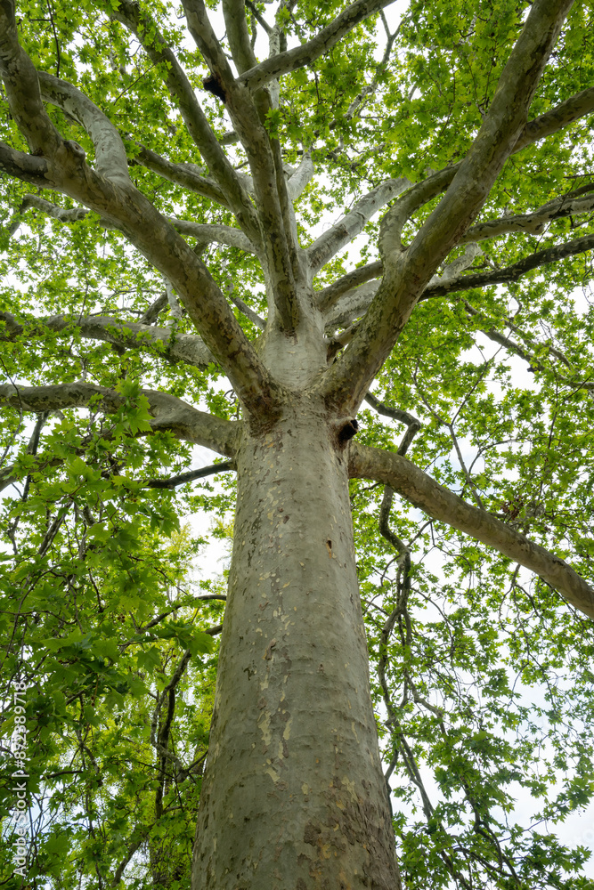 un arbre centenaire du jardin des plantes dans le centre de Paris en France un arbre centenaire du jardin des plantes dans le centre de Paris en France