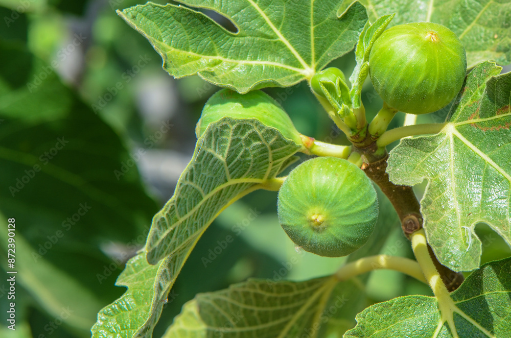 ripe fig fruit hanging on the branch of fig tree in greenhouse plantation ripe fig fruit hanging on the branch of fig tree in greenhouse plantation