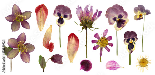 Fototapeta Naklejka Na Ścianę i Meble -  set / collection of pressed flowers and petals, hellebore, pansies, cosmea, violet, tulip petals and a daisy flower isolated over transparency, floral botanical herbarium design elements, PNG