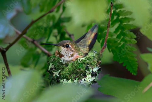 mother anna's hummingbird sitting on a nest