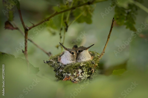 baby anna's hummingbirds in a nest