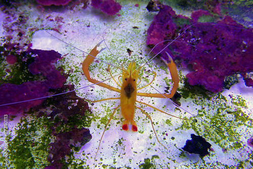 Golden boxer shrimp - (Stenopus spinosus) photo