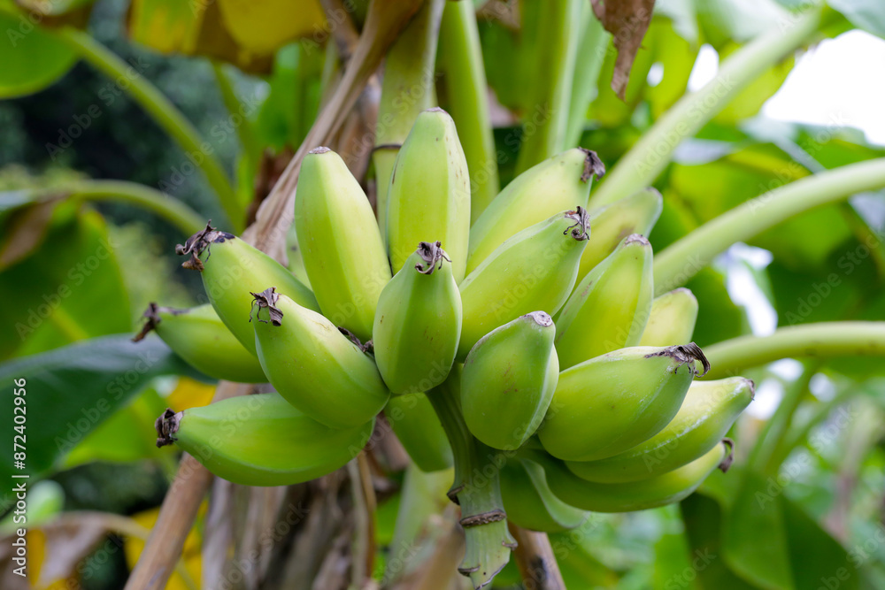 Banana fruits on tree. A cluster of bananas Banana fruits on tree. A cluster of bananas