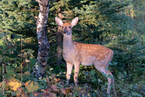 whitetail fawn with spots