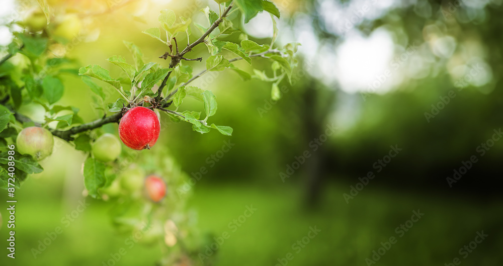 Harvest of red apples on a tree in the garden at summer