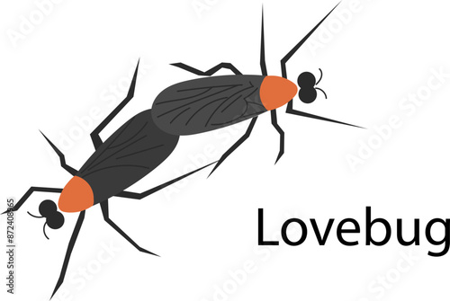 A pair of love bugs - a concept illustration of insect