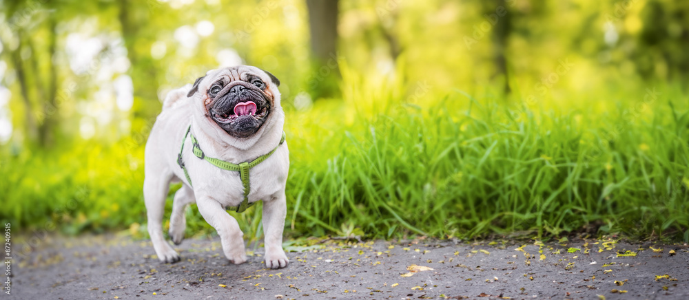 Pug dog in the park on green background
