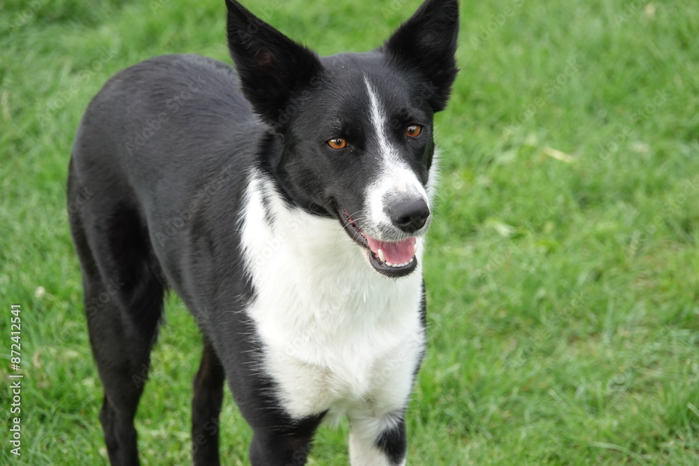 Black and white dog Black and white dog