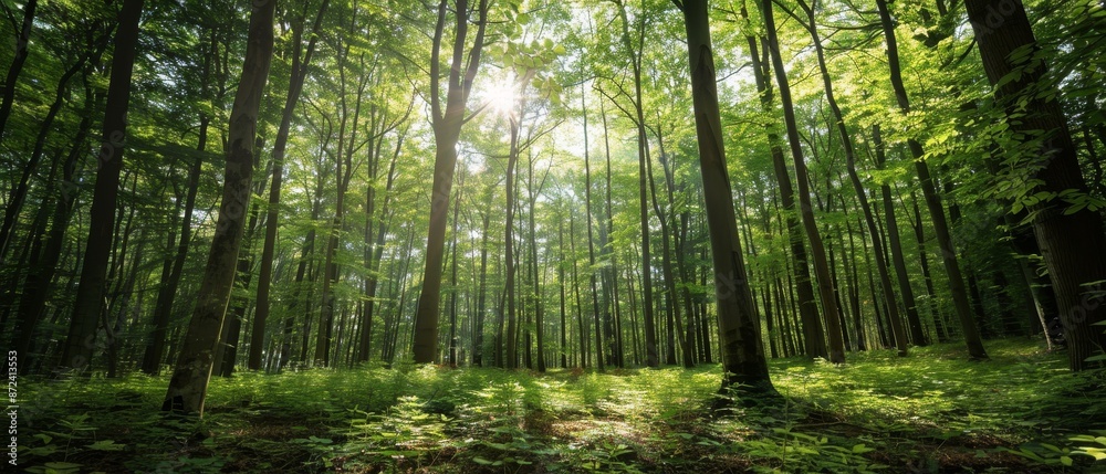 Dense green forest with sunlight piercing through tall trees, vibrant foliage and rich canopy, detailed and serene, for landscape lovers Dense green forest with sunlight piercing through tall trees, vibrant foliage and rich canopy, detailed and serene, for landscape lovers
