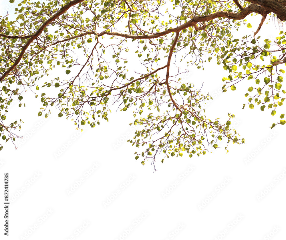 branch of tree on white background branch of tree on white background