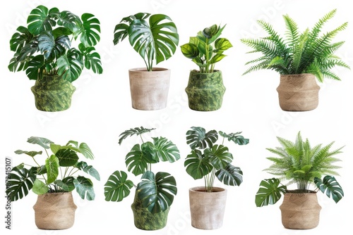 Tropical plant collection with monstera, palm, rubber plant, pine, and fern isolated on white