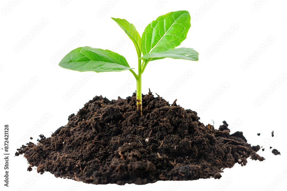 Young sprouting plant growing from the ground isolated on transparent background Young sprouting plant growing from the ground isolated on transparent background