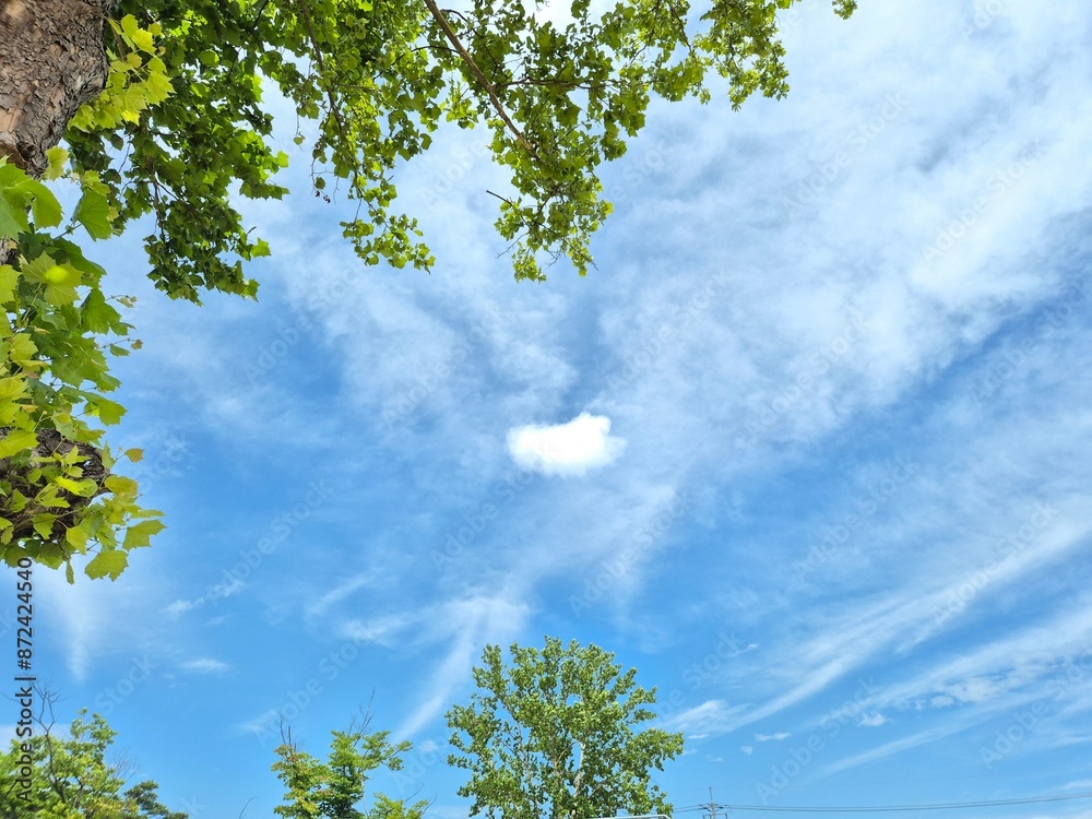 Fototapeta premium green leaves and blue sky