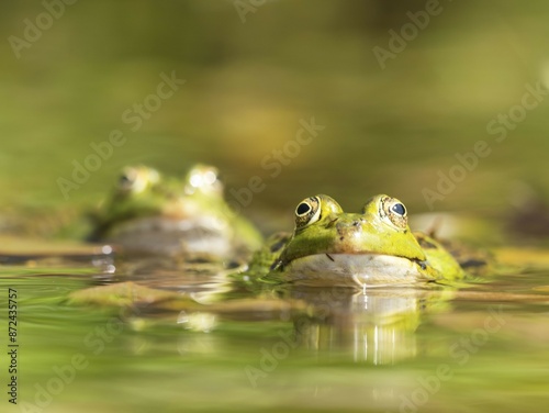 Green frog (Pelophylax esculentus) during mating, North Rhine-Westphalia, Germany, Europe