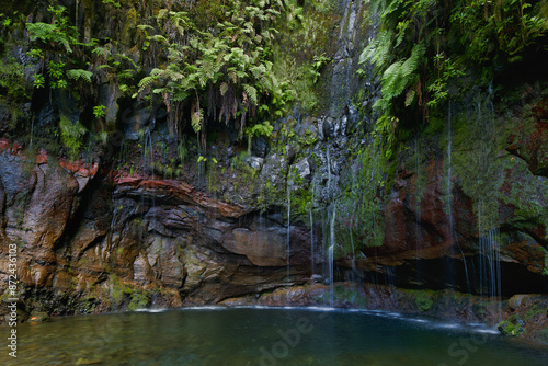 Rock face overgrown with ferns (Polypodiopsida, Filicopsida) at the waterfall 25 springs, Fontes, rainforest in the Rabacal nature reserve, island Madeira, Portugal, Europe