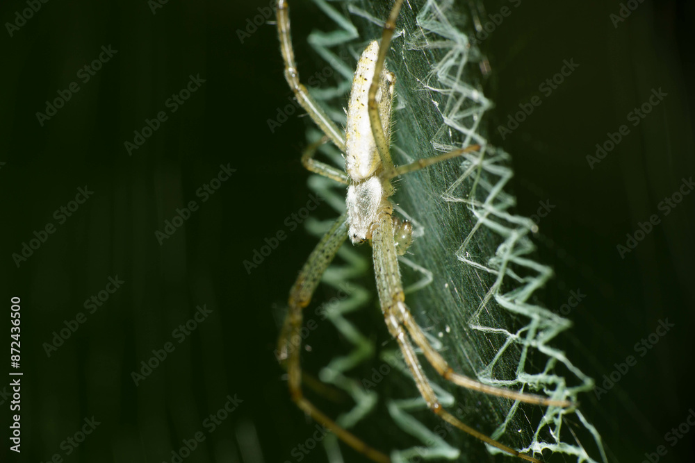 Fototapeta premium 巣を張って獲物を待つクモ 