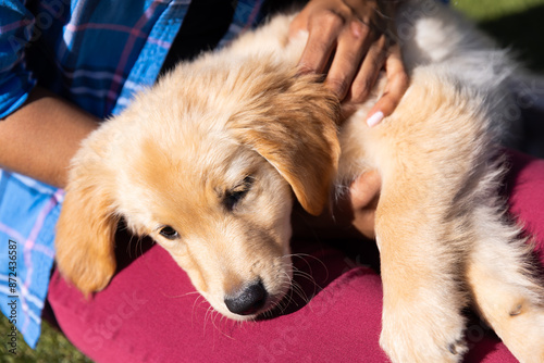 Petting golden retriever puppy, person enjoying quality time outdoors with child