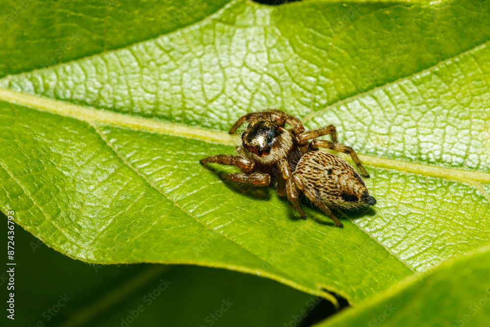 Fototapeta premium 葉の上で獲物を待つハエトリグモ