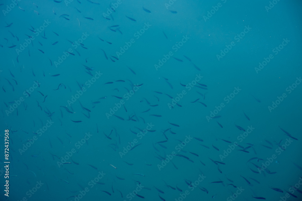 Flock of small fish in blue lake