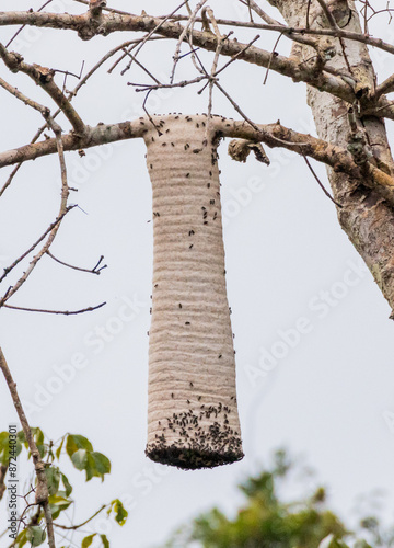 A beautiful hive of Chartergus wasps
Cologne photo