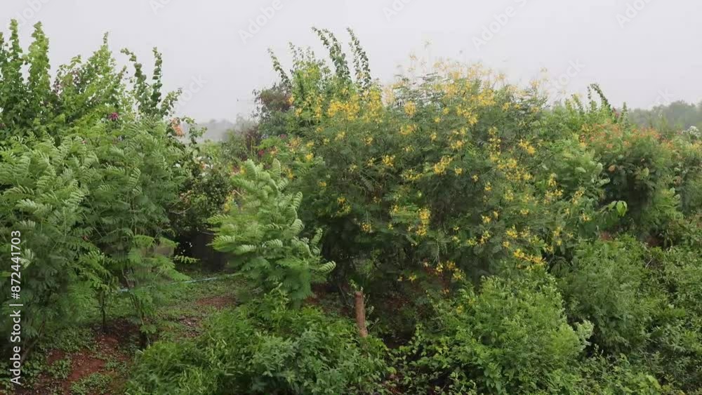 Beautiful yellow of Caesalpinia pulcherrima or peacock flowers blooming roadside with green leaf. (poinciana, peacock flower, red bird of paradise, Mexican bird of paradise, dwarf poinciana.) Beautiful yellow of Caesalpinia pulcherrima or peacock flowers blooming roadside with green leaf. (poinciana, peacock flower, red bird of paradise, Mexican bird of paradise, dwarf poinciana.)