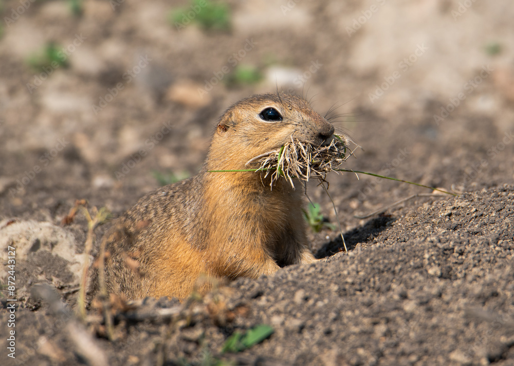 Fototapeta premium Richardson's ground squirrel beside burrow
