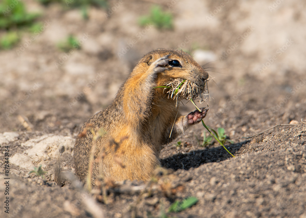 Richardson's ground squirrel beside burrow Richardson's ground squirrel beside burrow
