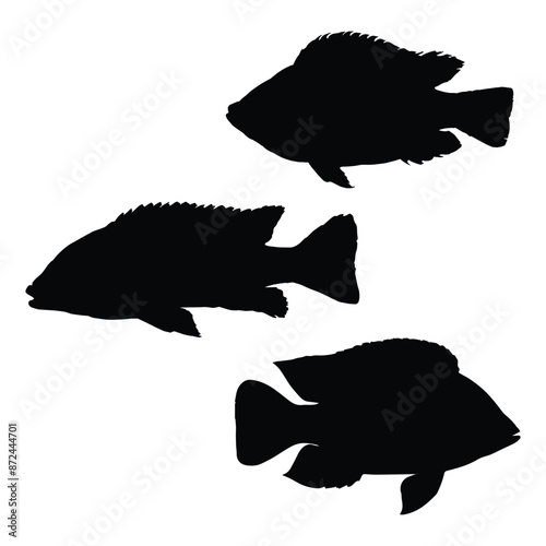 Tilapia Silhouette Art Vector Illustration