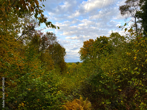 Lush forest in Dubois, Pennsylvania  photo