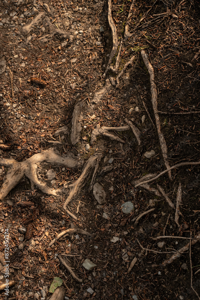 roots in soil roots in soil