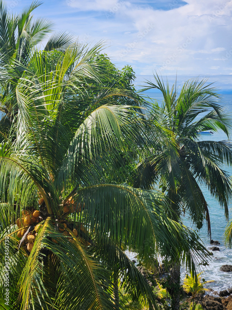 Obraz premium coconut tree