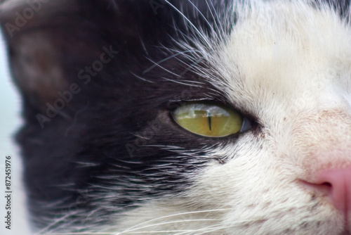 portrait of a black white cat