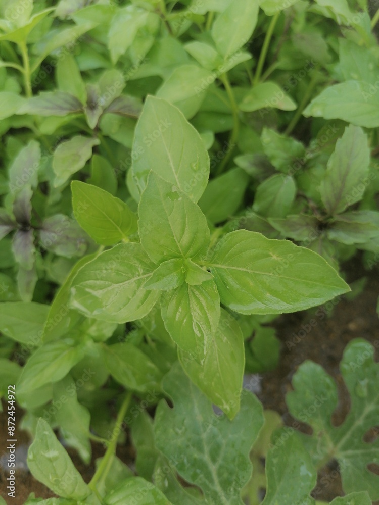 In the quiet corner of my garden, the basil plants stand proudly, their leaves unfurling like a green sea with waves of vibrant verdure. In the quiet corner of my garden, the basil plants stand proudly, their leaves unfurling like a green sea with waves of vibrant verdure.
