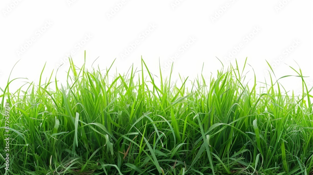 Cut green grass field on white background Cut green grass field on white background