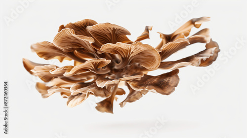 Natural Maitake Mushroom Extract for Wellness and Skin Beauty, Health Support on White photo