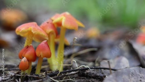 orange mushroom of Hygrocybe conica, with dried forest floor leaves, and it likes the rainy season, in Myanmar. (Burmese) photo