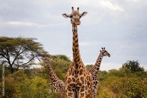 Photography Giraffes in the Wild
