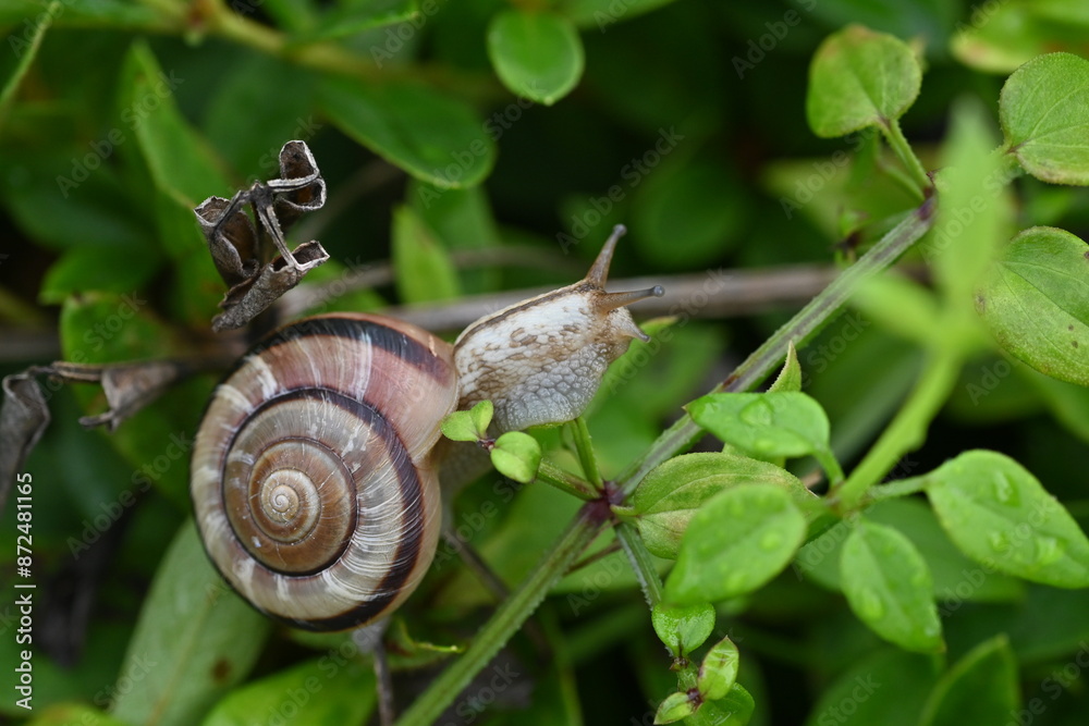 A snail. Snail is the common name for a land-dwelling gastropod that has a shell. A snail. Snail is the common name for a land-dwelling gastropod that has a shell.